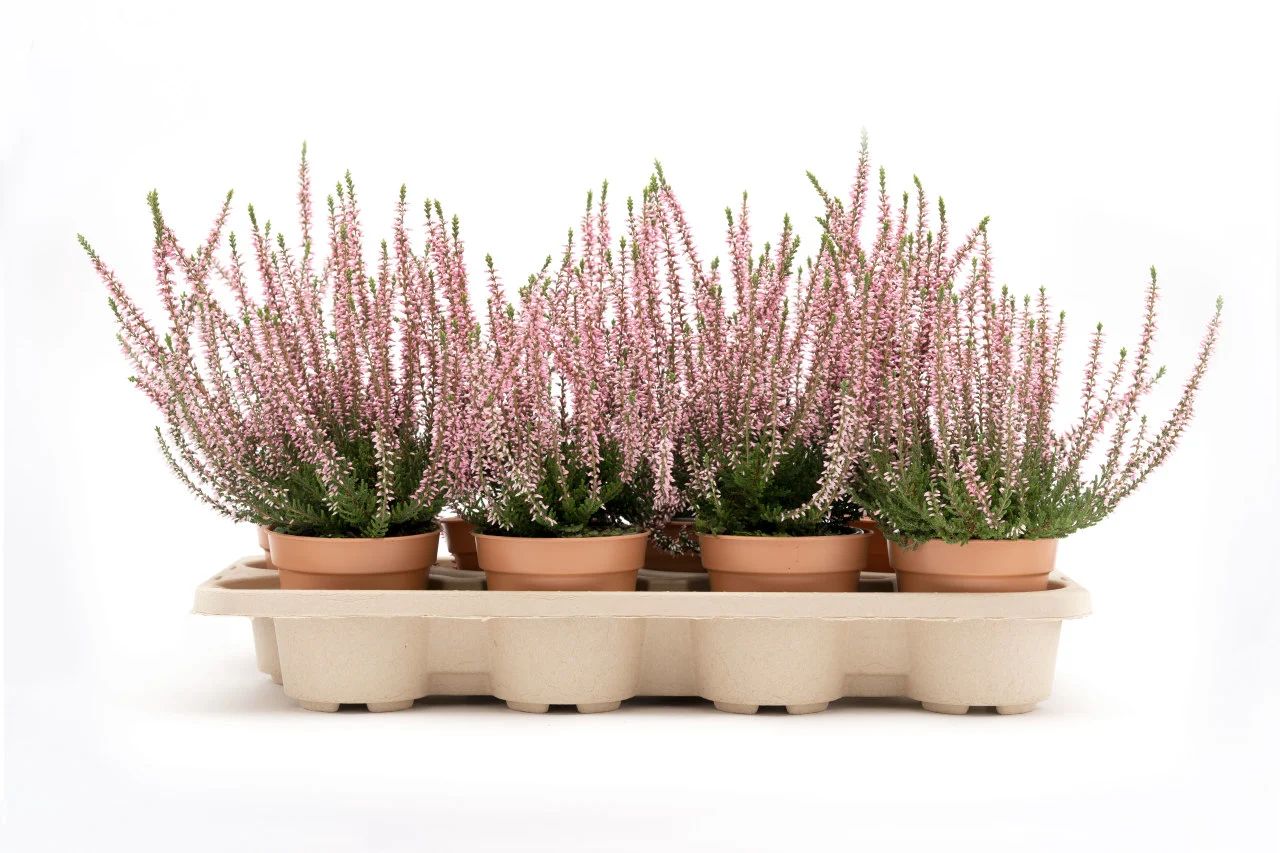 Mester Grønn, Norway's Largest Florist, Introduces Moulded Pulp Trays for Sustainable Plant Transport