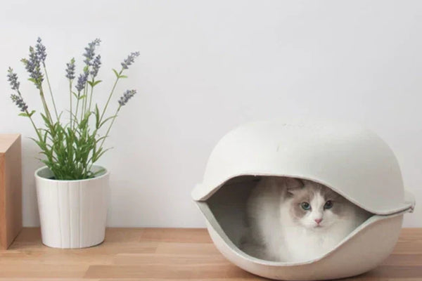 Guide to Pet Pulp Molding Products