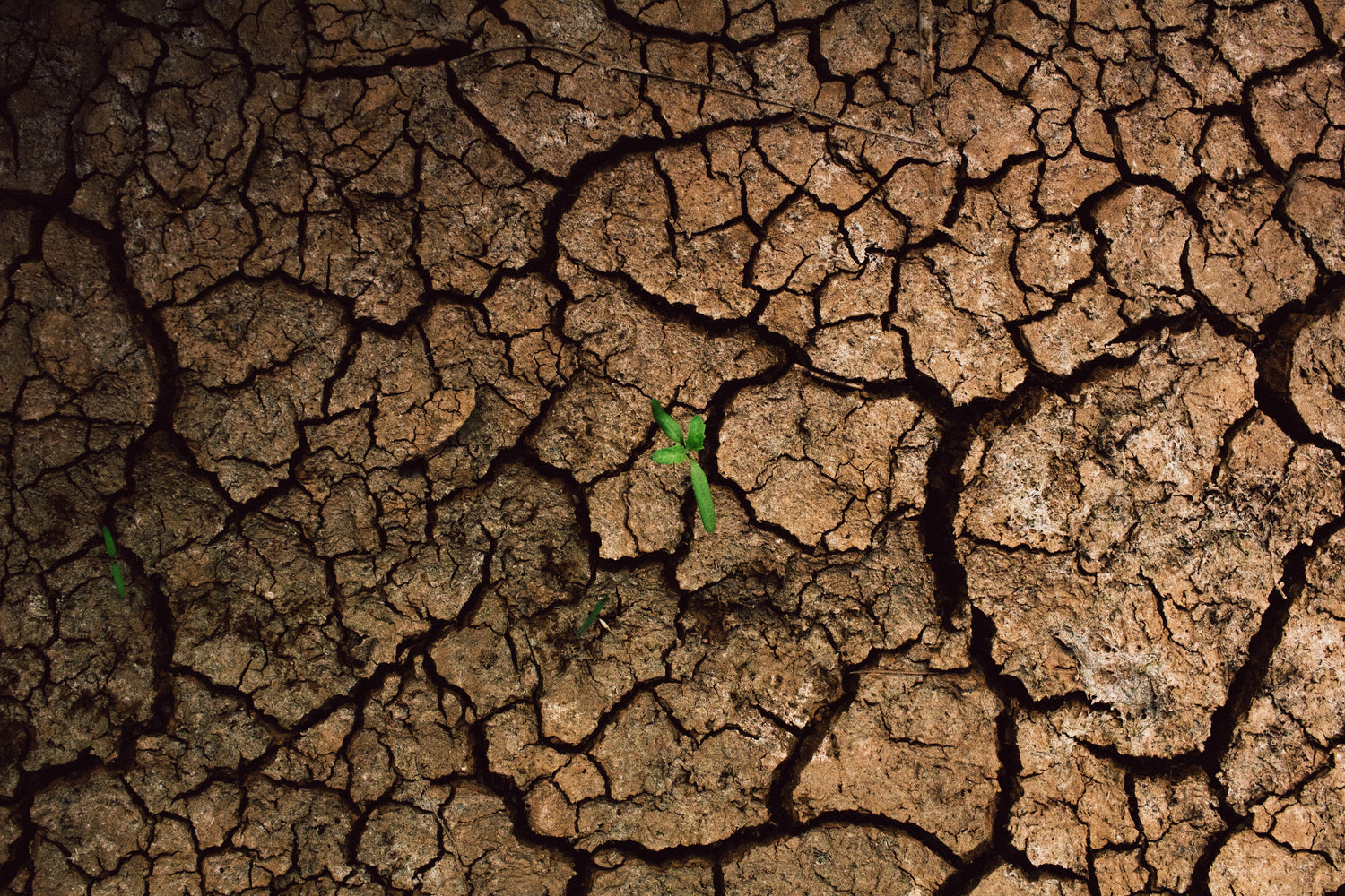 Turn unsuitable soil into a rich, growing medium