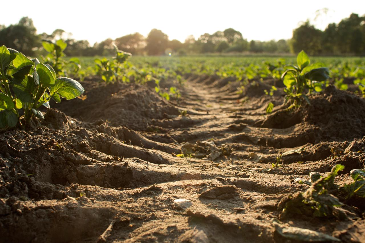 How Plants and Microorganisms Can Clean up the Mess We Make
