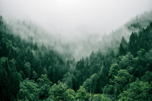 ESG: Building a Sustainable Future with OtaraPack Molded Pulp Packaging